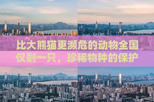 比大熊猫更濒危的动物全国仅剩一只，珍稀物种的保护与挑战